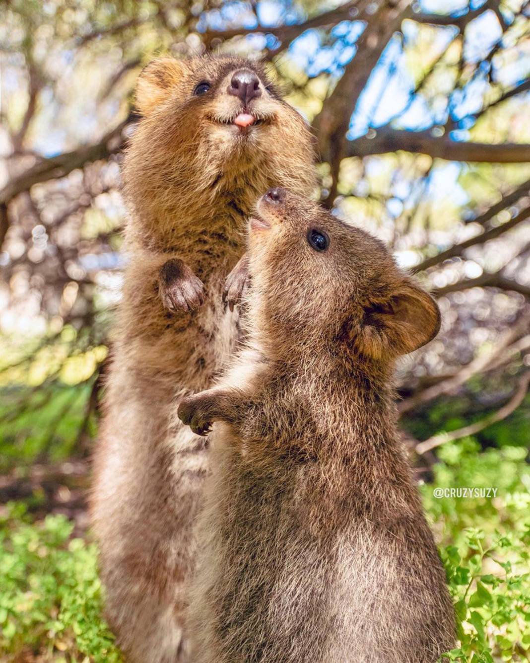İddia ediyoruz daha şirin bir hayvan görmediniz... Ona “Dünyanın En Mutlu Hayvanı” diyorlar: Quokka'larla tanışın! 13